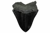 Fossil Megalodon Tooth - South Carolina #340191-1